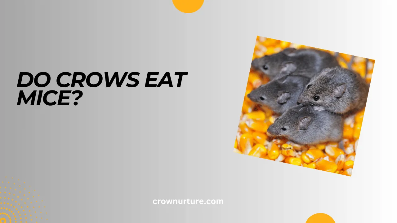 Do Crows Eat Mice