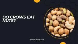 Do Crows Eat Nuts