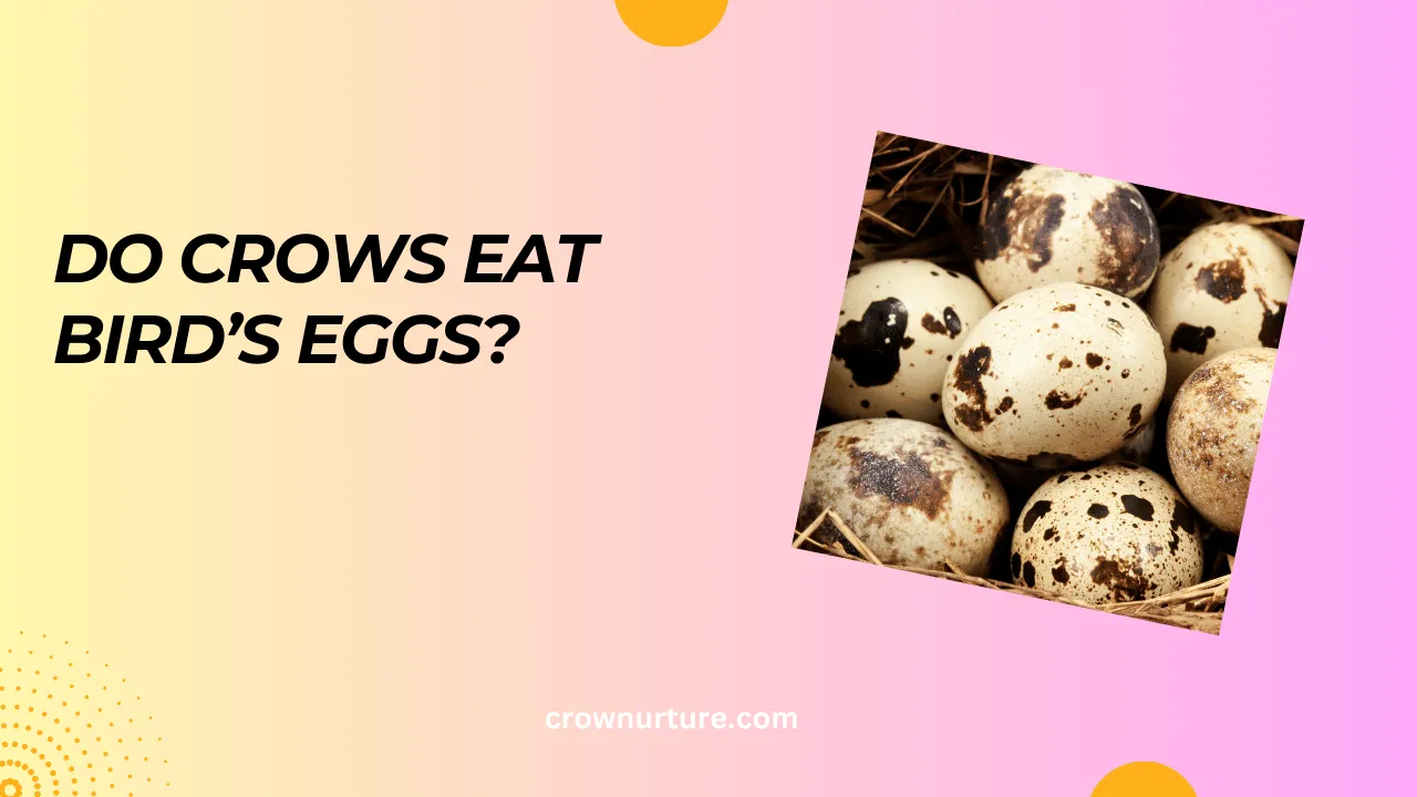 Do Crows Eat Other Bird's Eggs