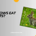 Do Crows Eat Rabbits