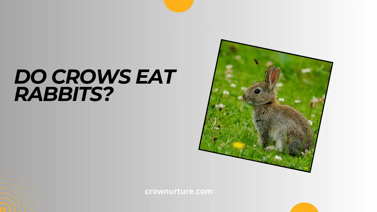 Do Crows Eat Rabbits