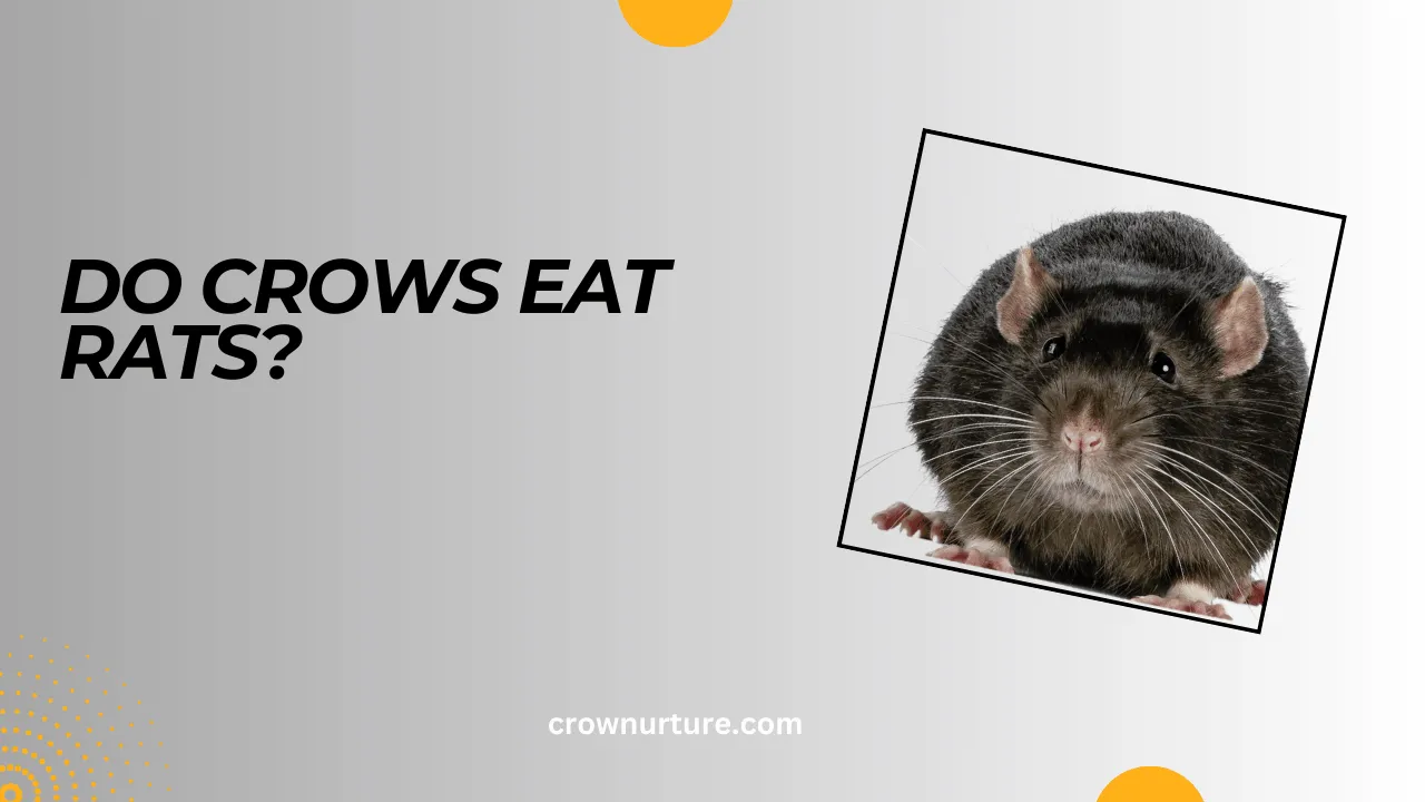 Do Crows Eat Rats