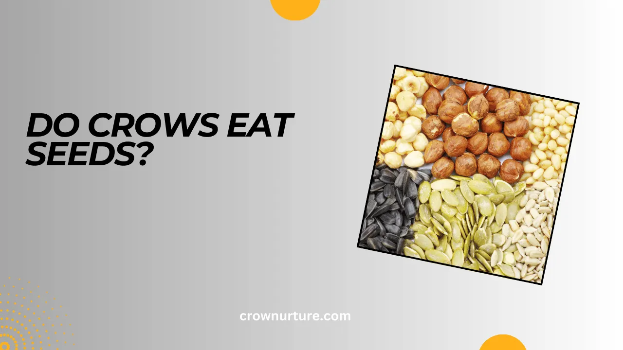 Do Crows Eat Seeds