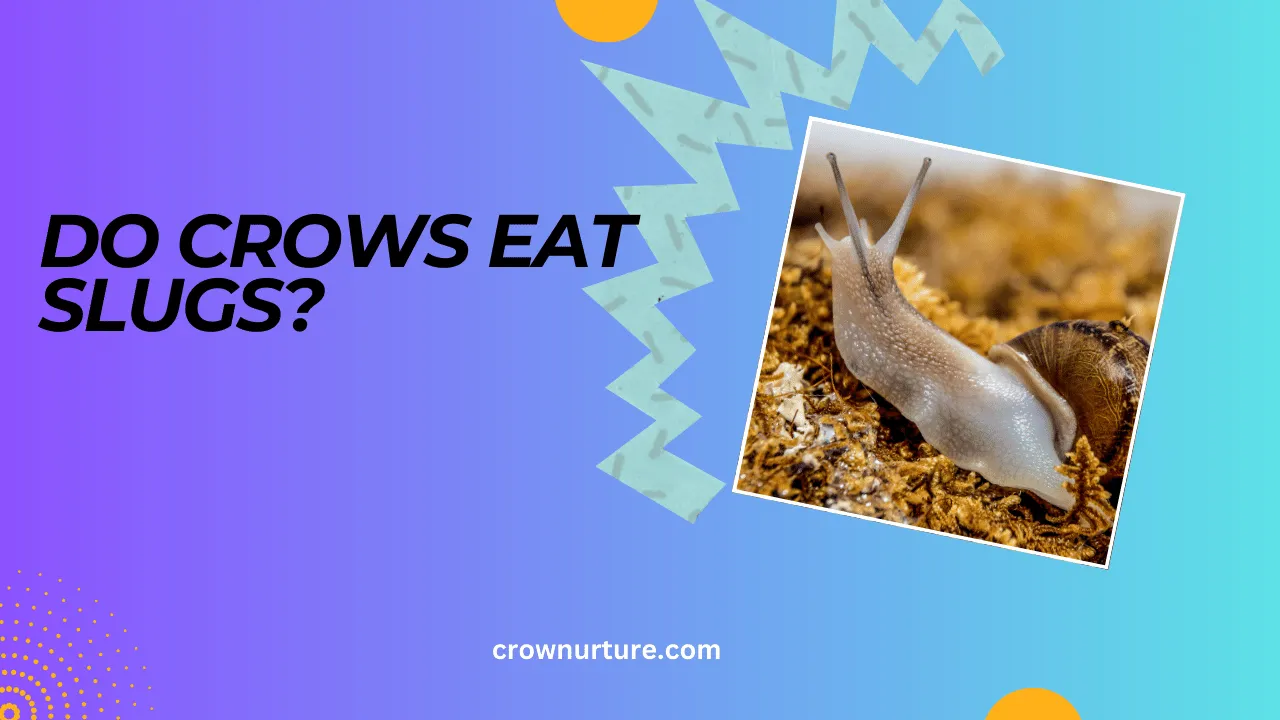 Do Crows Eat Slugs