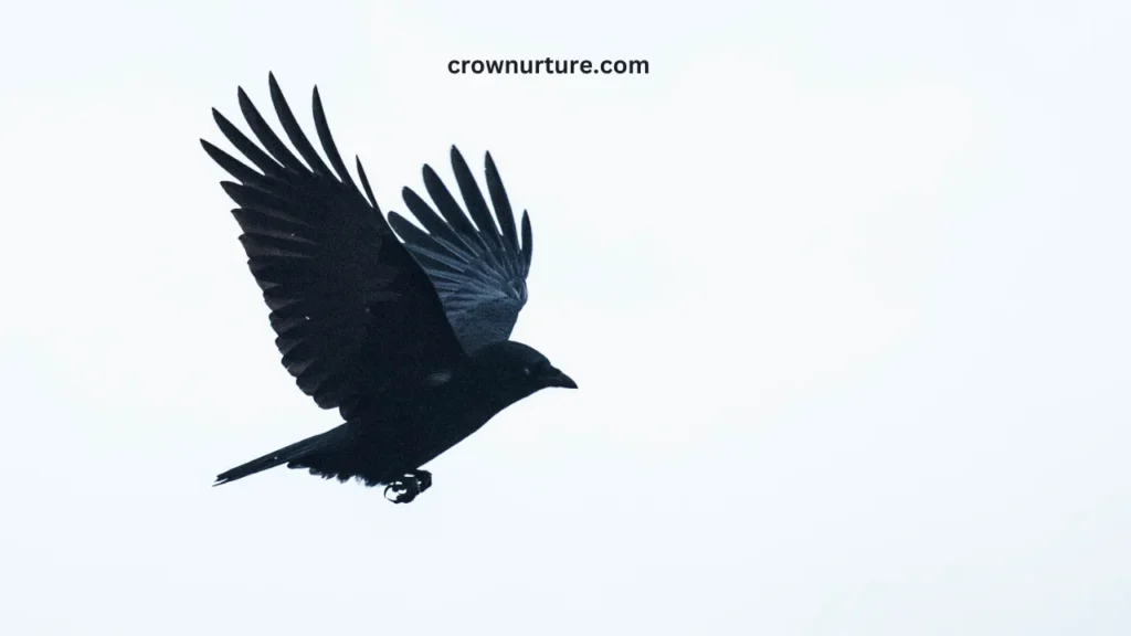 Do Crows Eat Smaller Birds