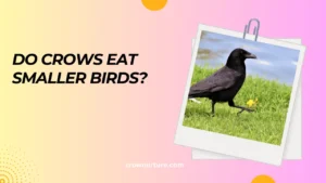 Do Crows Eat Smaller Birds