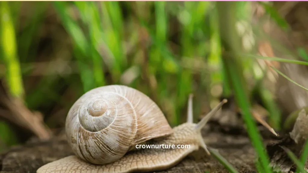 Do Crows Eat Snails