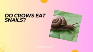 Do Crows Eat Snails