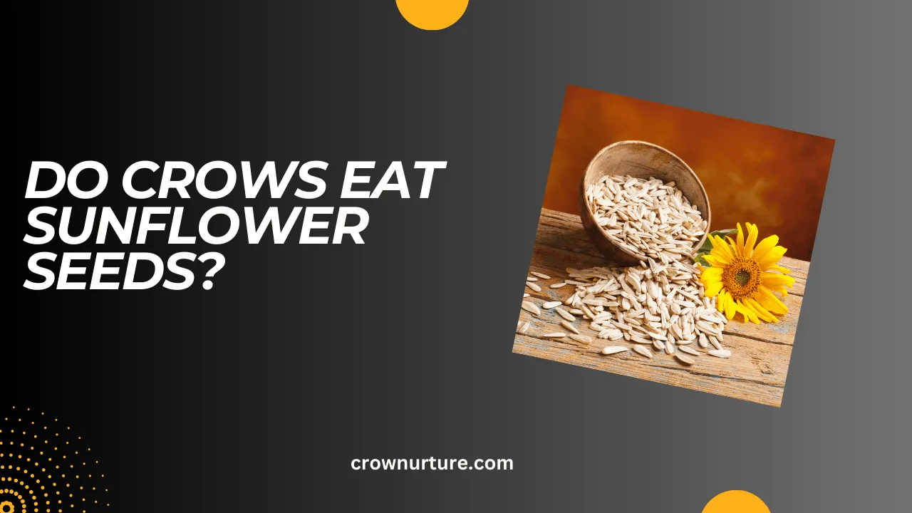 Do Crows Eat Sunflower Seeds