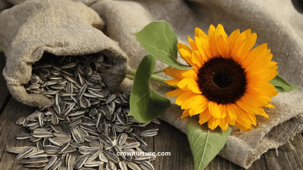 Do Crows Eat Sunflower Seeds