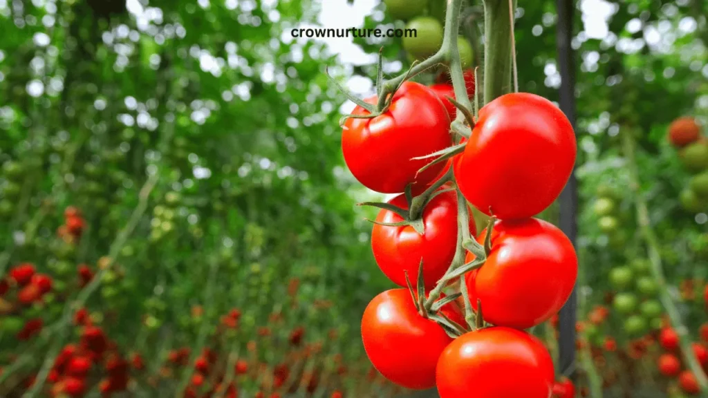 Do Crows Eat Tomatoes