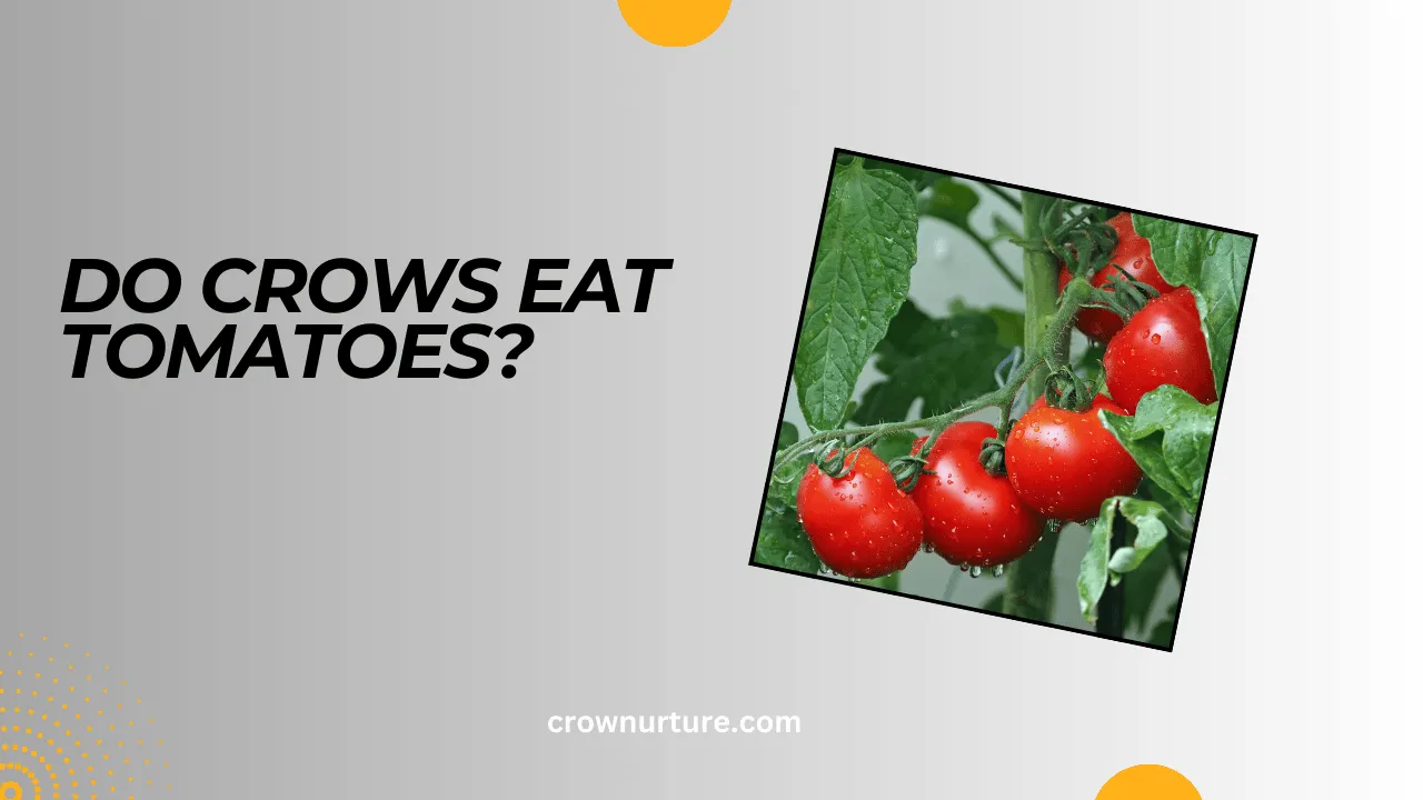 Do Crows Eat Tomatoes