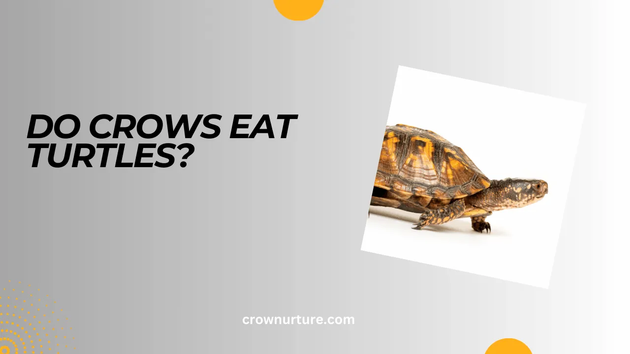 Do Crows Eat Turtles