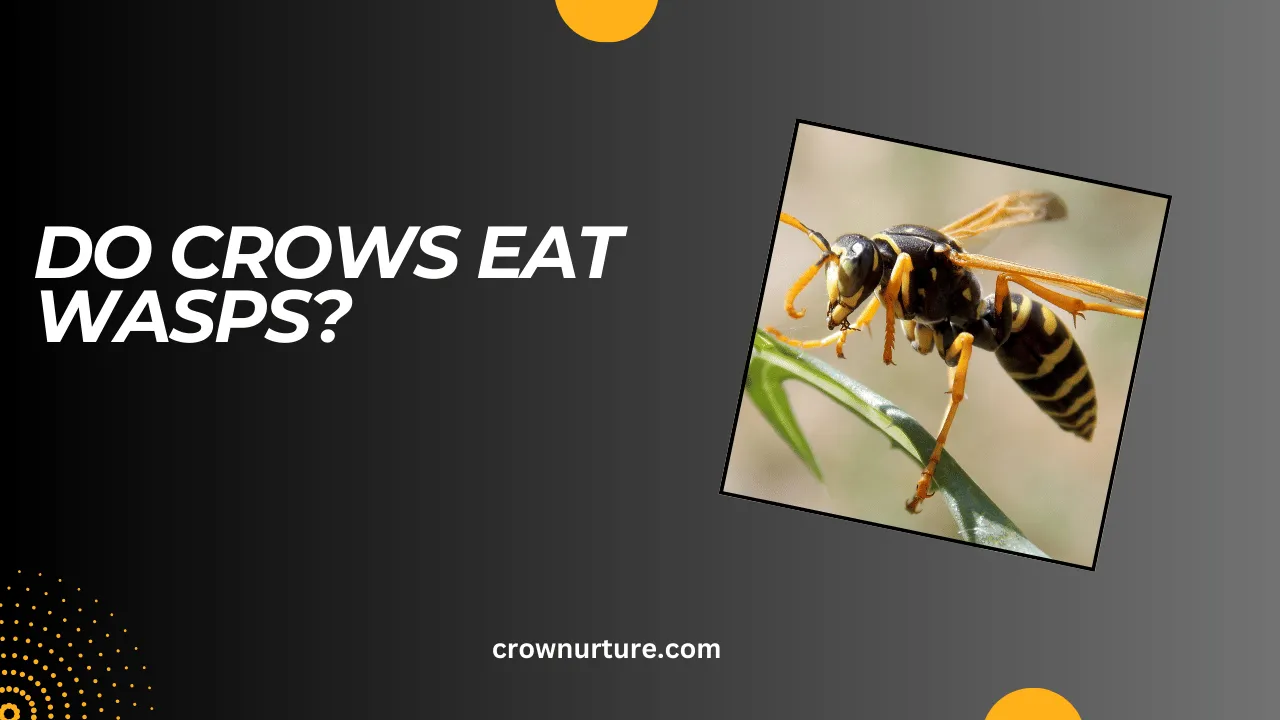 Do Crows Eat Wasps