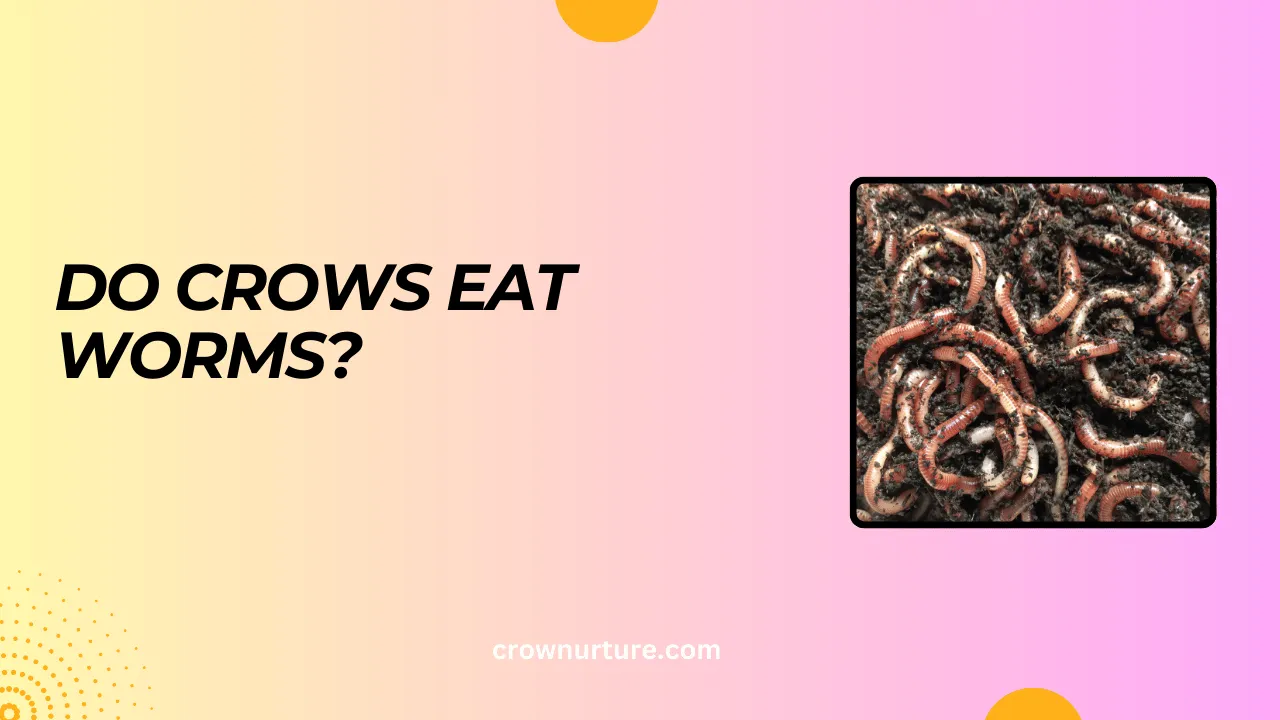 Do Crows Eat Worms