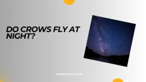 Do Crows Fly At Night