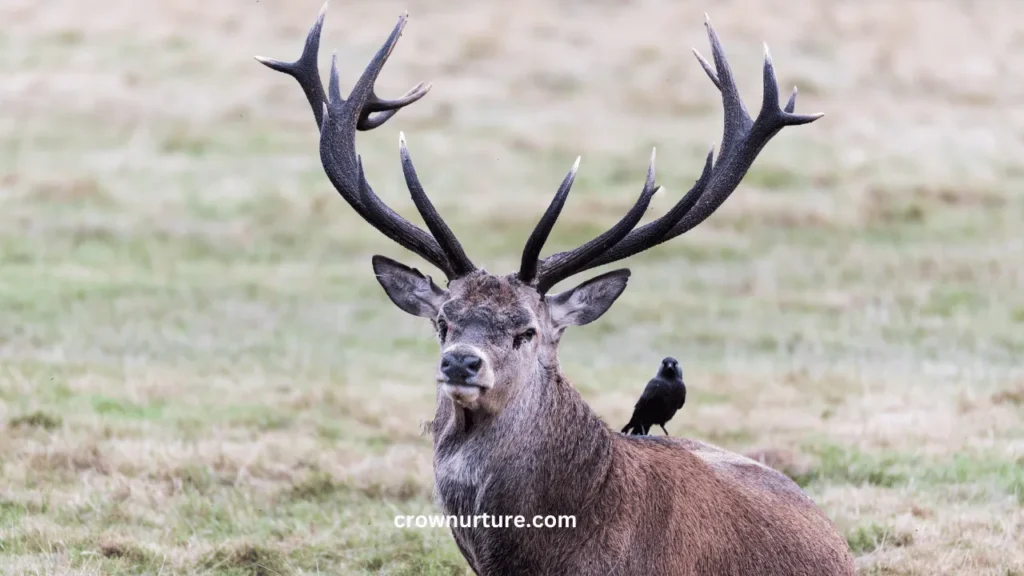 Do Crows Follow Deer