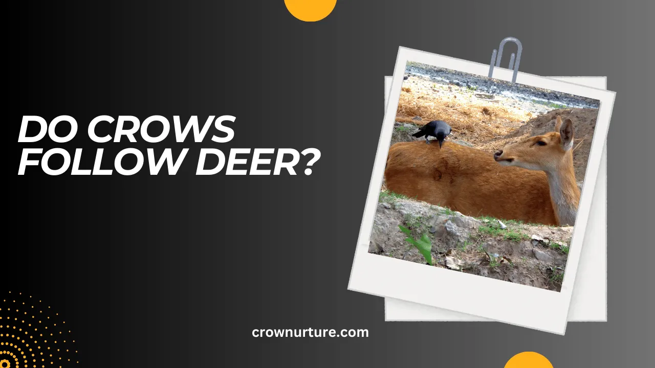 Do Crows Follow Deer