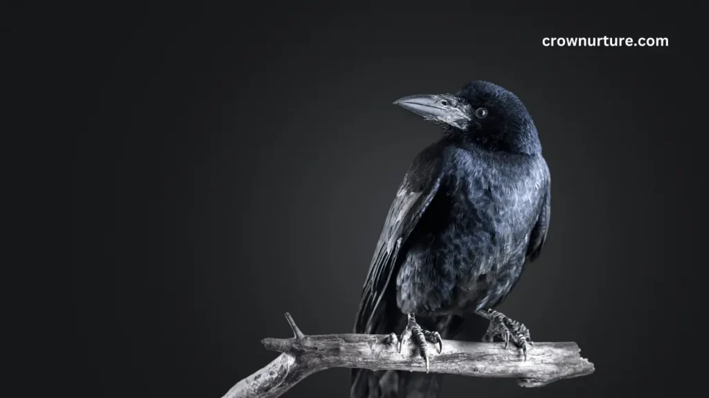 Do Crows Have Black Beaks