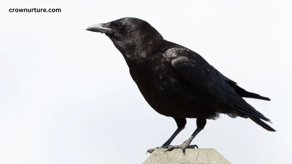 Do Crows Have Black Beaks