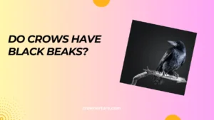 Do Crows Have Black Beaks