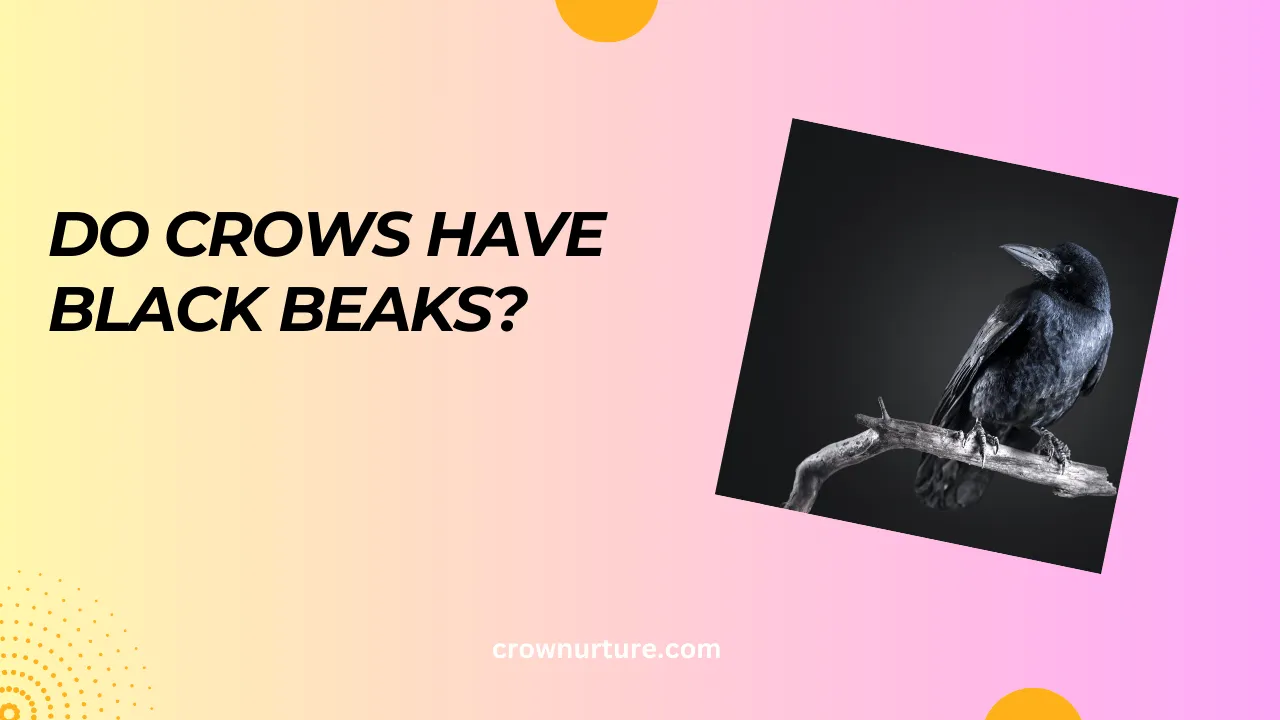 Do Crows Have Black Beaks