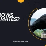 Do Crows Have Mates