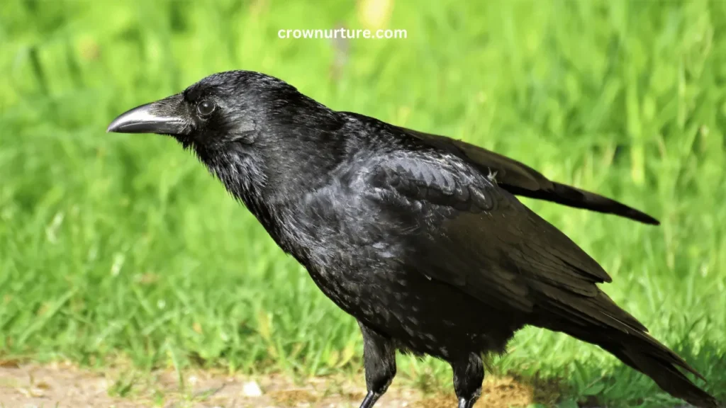 Do Crows Have Mates