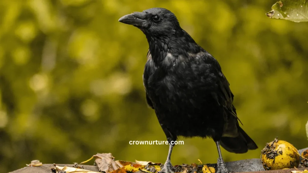 Do Crows Have Mates