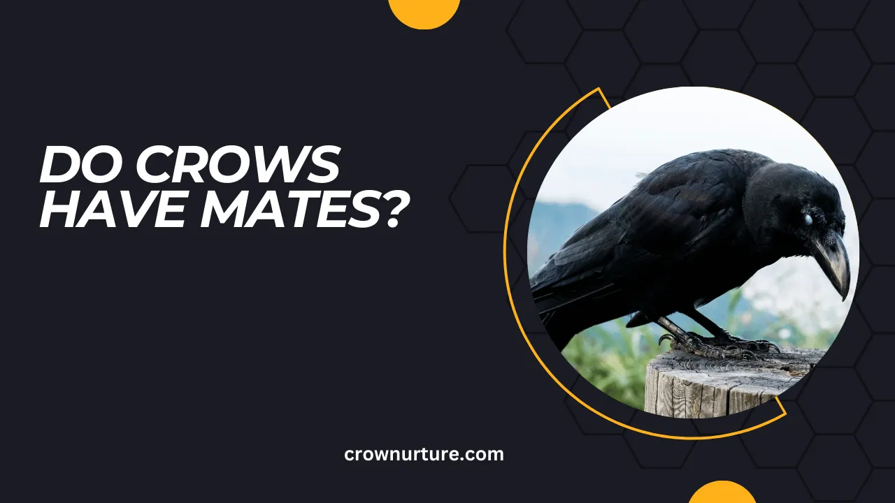 Do Crows Have Mates