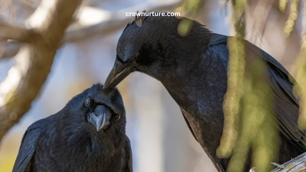 Do Crows Have Predators