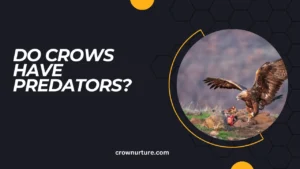 Do Crows Have Predators