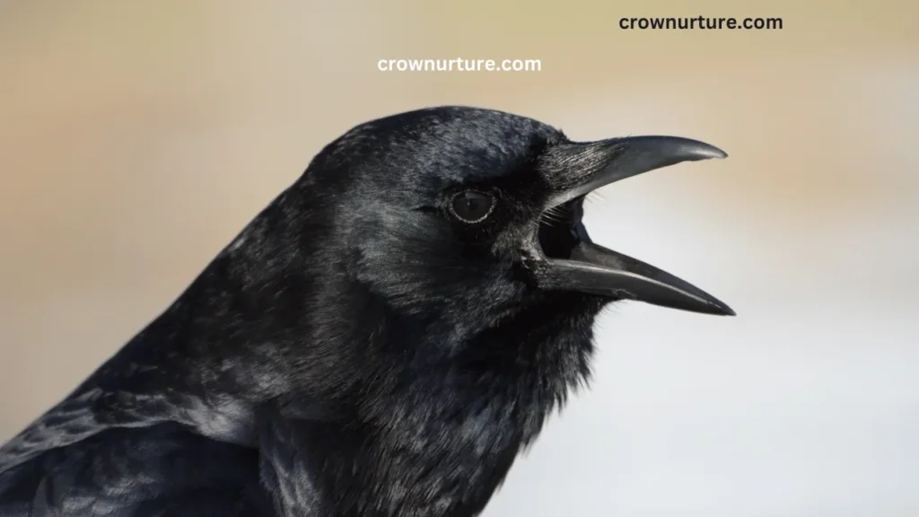 Do Crows Have Tongues