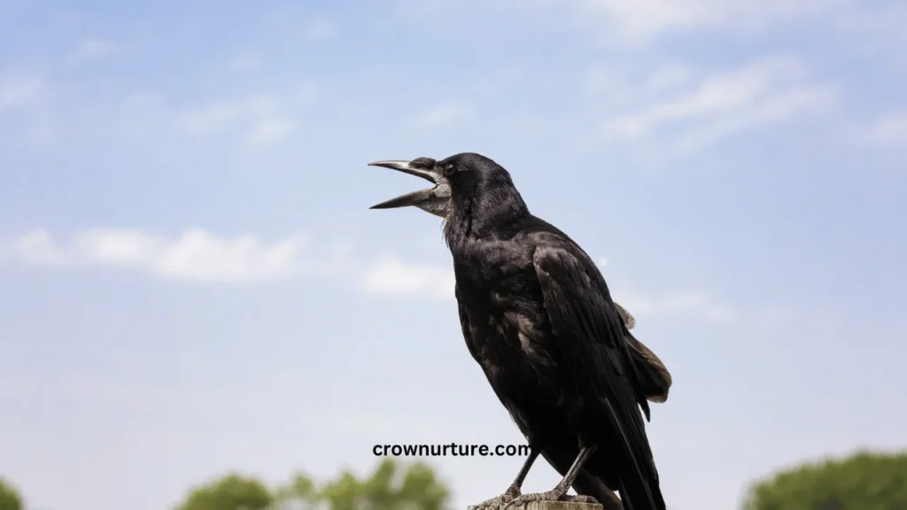 Do Crows Have Tongues