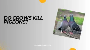 Do Crows Kill Pigeons