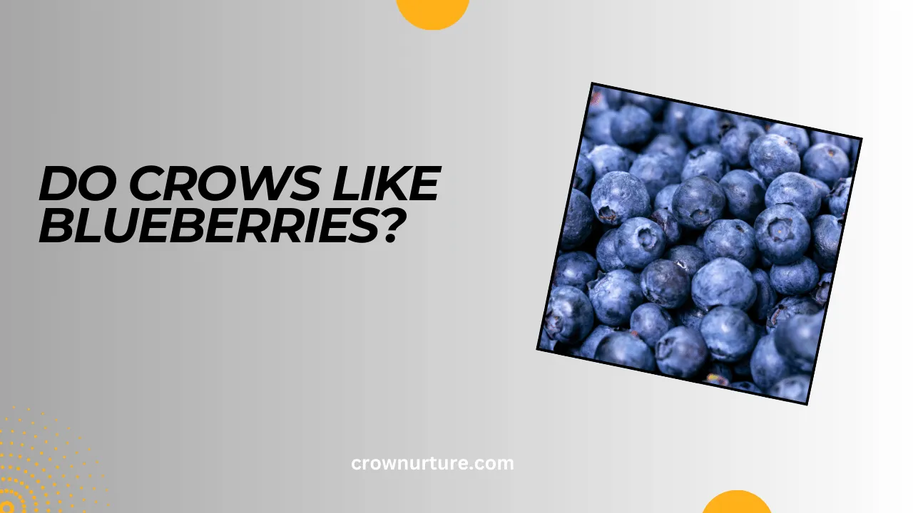 Do Crows Like Blueberries