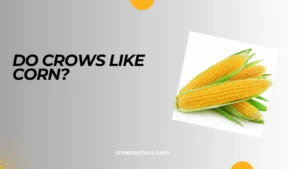 Do Crows Like Corn