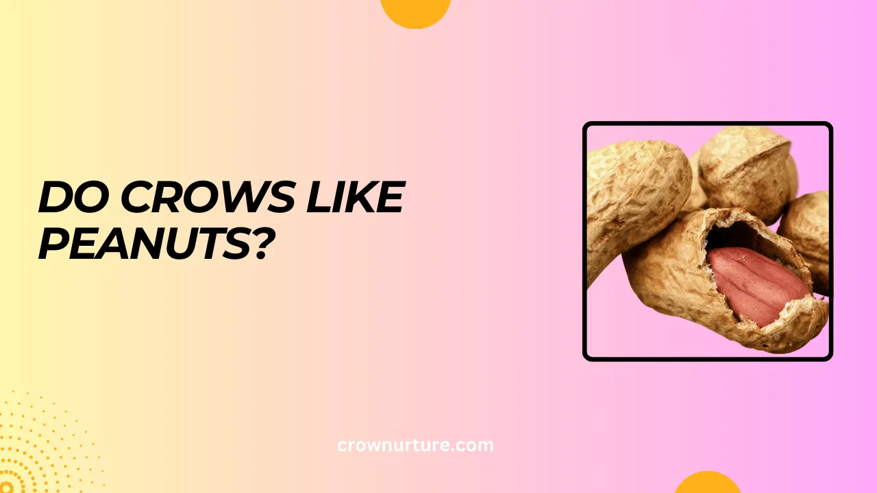 Do Crows Like Peanuts