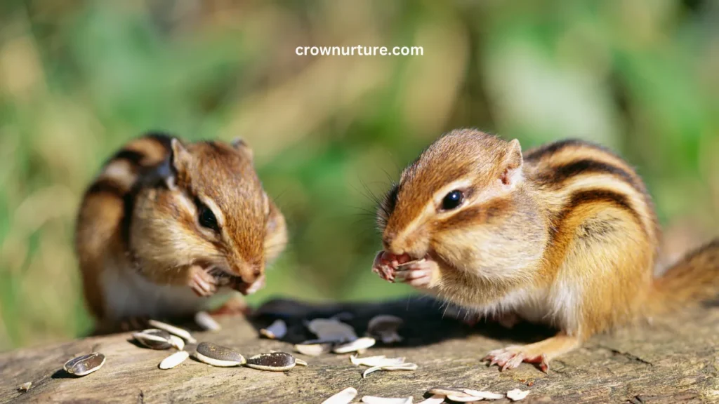 Do Crows Eat Chipmunks