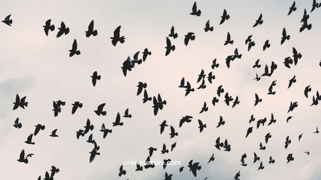 Do Crows Migrate In The Winter