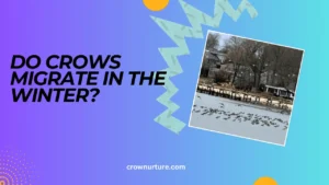 Do Crows Migrate In The Winter