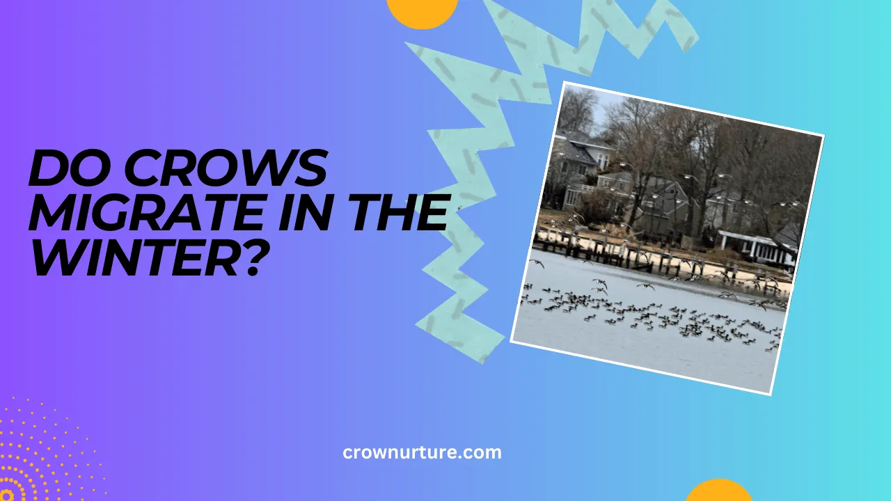 Do Crows Migrate In The Winter