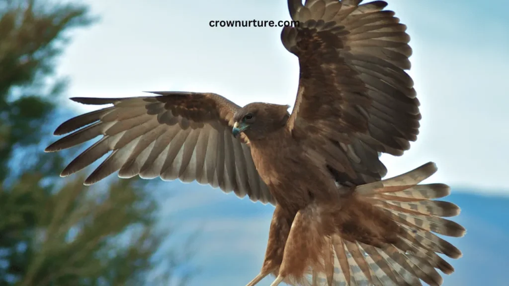 Do Crows Scare Away Hawks