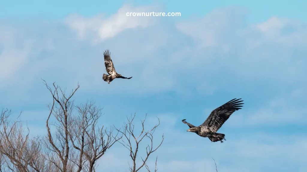 Do Crows Scare Away Hawks