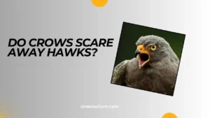 Do Crows Scare Away Hawks