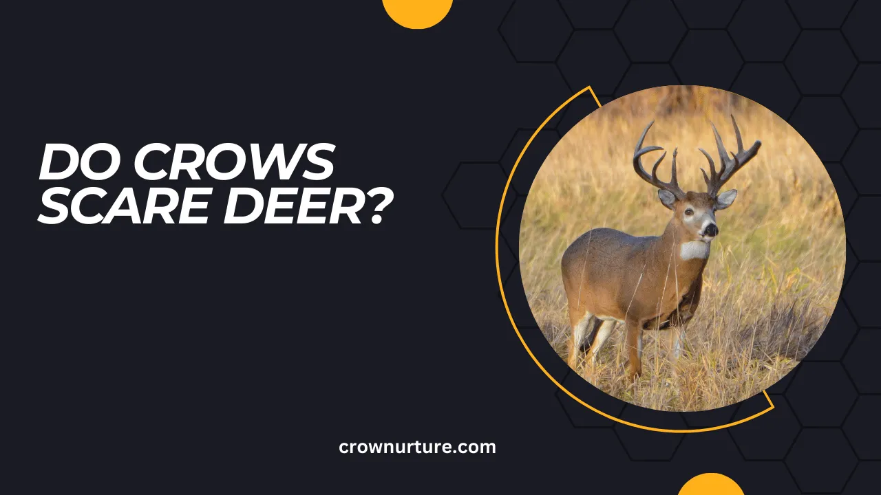 Do Crows Scare Deer