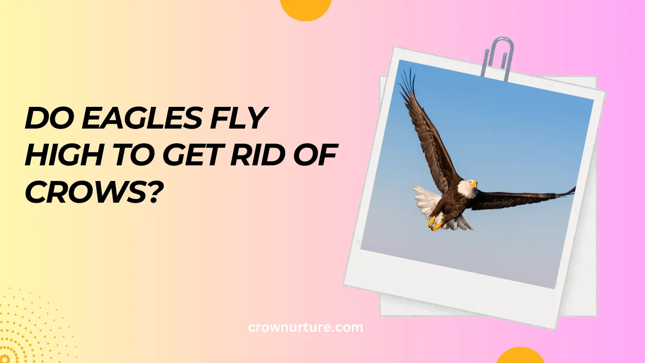 Do Eagles Fly High To Get Rid Of Crows