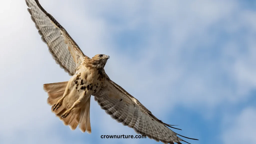 Do Red Tailed Hawks Eat Crows