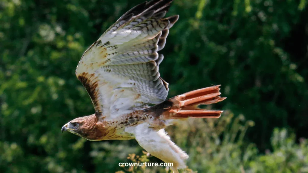 Do Red Tailed Hawks Eat Crows