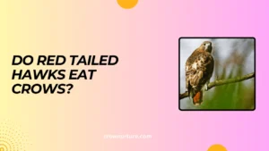 Do Red Tailed Hawks Eat Crows